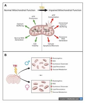 Sex Differences in Mitochondrial Function Following a Controlled Cortical Impact Traumatic Brain Injury in Rodents